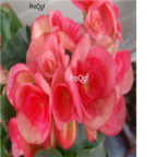 28Usd pink red 500pcs Ngryise Begonia cucullata  seed