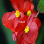 28Usd red 500pcs Ngryise Begonia cucullata  seed