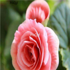 28Usd 500pcs Ngryise Begonia elatior seed