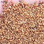 18Usd 30000pcs Semen sinapis seed