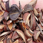 18usd Ngryise 1000pcs Exochorda racemosa seed