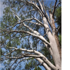 28usd Ngryise 500pcs Pinus bungeana seed