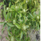 28usd Ngryise 3000pcs Atractylodes macrocephala seed