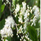 18usd Ngryise 1000pcs Symplocos paniculata seed