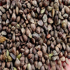 18usd Ngryise 3000pcs Carpinus turczaninowii seed