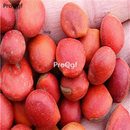 38usd Ngryise 10pcs Ormosia hosiei Hemsl seed