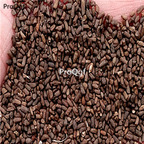 18usd Ngryise 6000pcs Orychophragmus violaceus seed