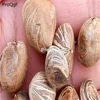 20usd Ngryise 10pcs Pachira macrocarpa seed