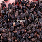 28usd Ngryise 1000pcs Viburnum odoratissimum seed