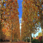 28usd Ngryise 500pcs Firmiana platanifolia Chinese parasol seed