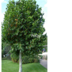 28usd Ngryie 300pcs Platanus acerifolia  seed
