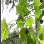 38usd Ngryise 300pcs Platanus occidentalis seed