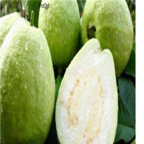 18usd white Ngryise 500pcs Psidium guajava seed