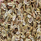 18usd Ngryise 5000pcs Radix Saposhnikoviae Divaricatae seed