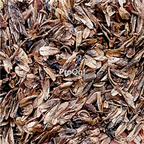 28usd Ngryise 1000pcs Liquidambar formosana seed