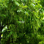 18usd Ngryise 500pcs Pterocarya stenoptera seed
