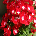 18usd red Ngryise 5000pcs Iberis amara seed