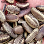 18usd Ngryise 100pcs Delonix regia seed