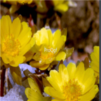 28usd Ngryise 100pcs Gagea lutea seed