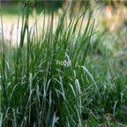 18usd Ngryise 50000pcs Festuca elata Keng seed
