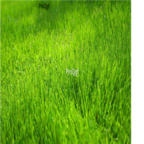18usd Ngryise 50000pcs Poa annua seed