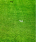 18usd Ngryise 5000pcs Agrostis matsumurae seed