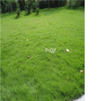 18usd Ngryise 50000pcs Zoysia matrella seed