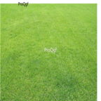 18usd Ngryise 5000pcs bermuda grass seed
