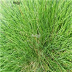 28usd Ngryise 5000pcs Festuca ovina seed