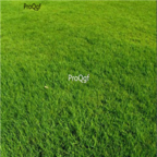 28usd Ngryise 5000pcs golf grass seed