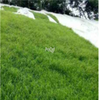 28usd Ngryise 5000pcs Paspalum notatum seed