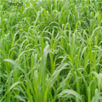 18usd Ngryise 5000pcs Lolium multiflorum seed