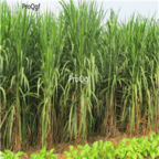 28usd Ngryise 5000pcs Pennisetum giganteum seed