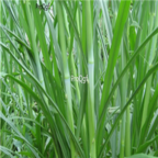 28usd Ngryise 5000pcs sweet elephant grass seed