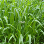 28usd Ngryise 5000pcs Purus frumentum seed