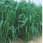 18usd Ngryise 5000pcs Sorghum sudanense seed