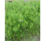 28usd Ngryise 300pcs Cyperus papyrus seed