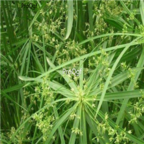 28usd Ngryise 3000pcs Cyperus alternifolius seed