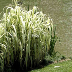 58usd Ngryise 600pcs Arundo donax seed