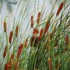 18usd Ngryise 5000pcs Typha angustifolia  seed