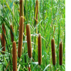 18usd Ngryise 5000pcs  Typha orientalis  seed