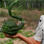 18usd Ngryise 300pcs Calabash Gourd  Crane Head Bottle Gourd seed