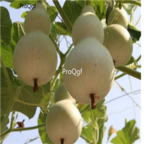 18usd Ngryise 300pcs  Calabash Gourd seed