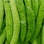 18usd Ngryise 500pcs Bitter Gourd Vegetable Momordica Charantia seed