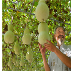 18usd Ngryise 300pcs Lagenaria Siceraria Bottle Gourd seed