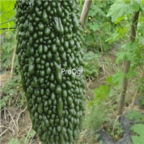18usd Ngryise 500pcs  Momordica Charantia Dark Bitter Gourd Vegetable seed
