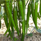 18usd Ngryise 5000pc green Long Pepper Capsicum seed