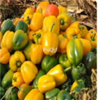 18usd Ngryise 5000pc sweet Pepper Capsicum seed
