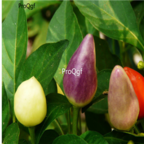 18usd Ngryise 5000pc ornamental Pepper Capsicum seed