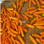 18usd Ngryise 5000pcs Pepper Capsicum yellow Hot Chili seed
